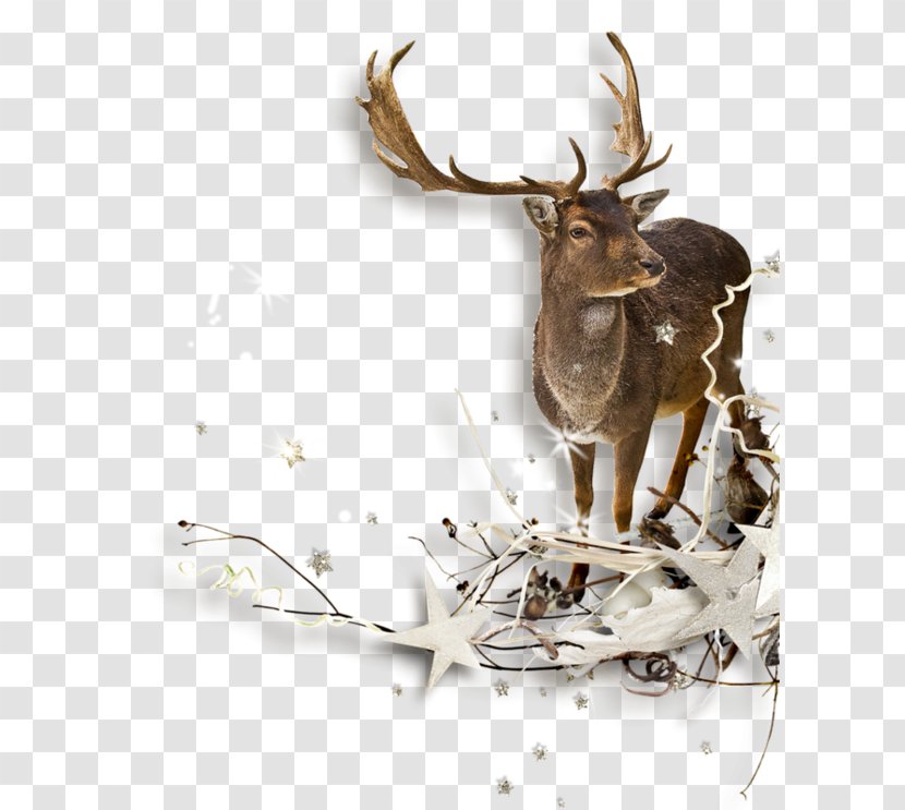 Reindeer Clip Art - Photography Transparent PNG