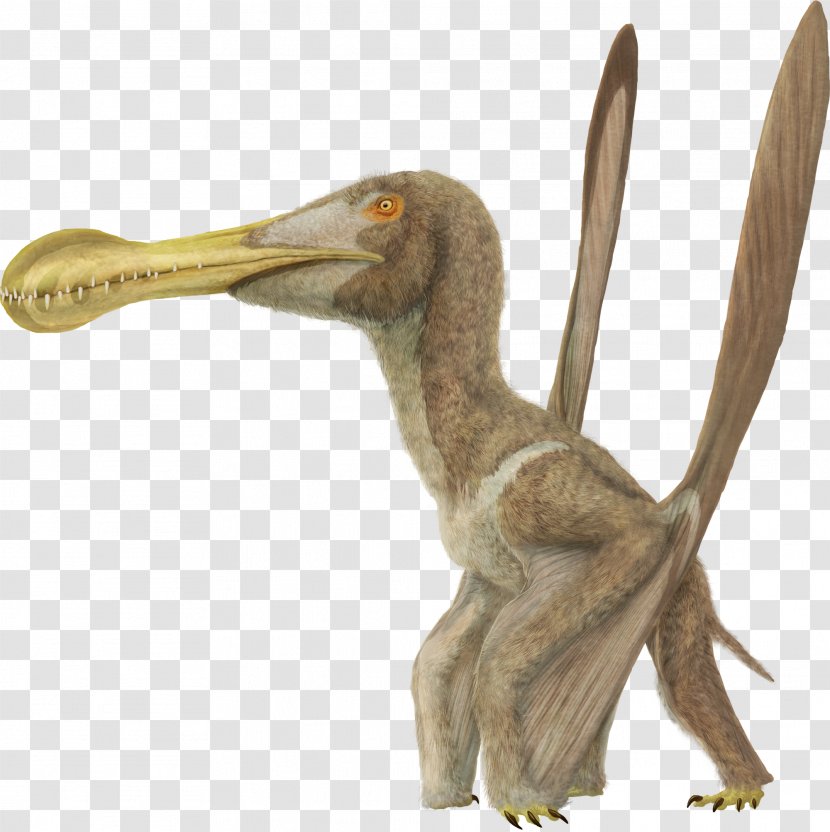 Ornithocheirus Buenzeli Coloborhynchus Beak Cretaceous - Organism - Tropeognathus Transparent PNG