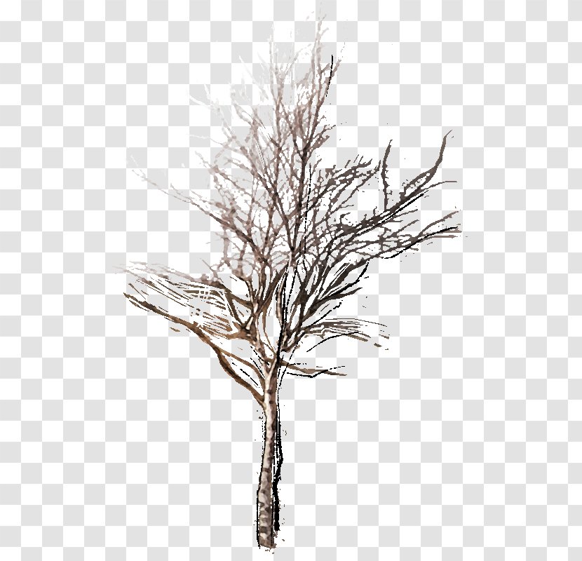 Oak Tree Drawing - Branch - Pine Family Leaf Transparent PNG