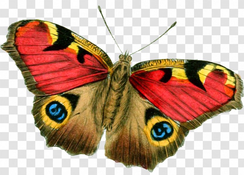 Butterfly Desktop Wallpaper Clip Art - Web Browser - Red Transparent PNG