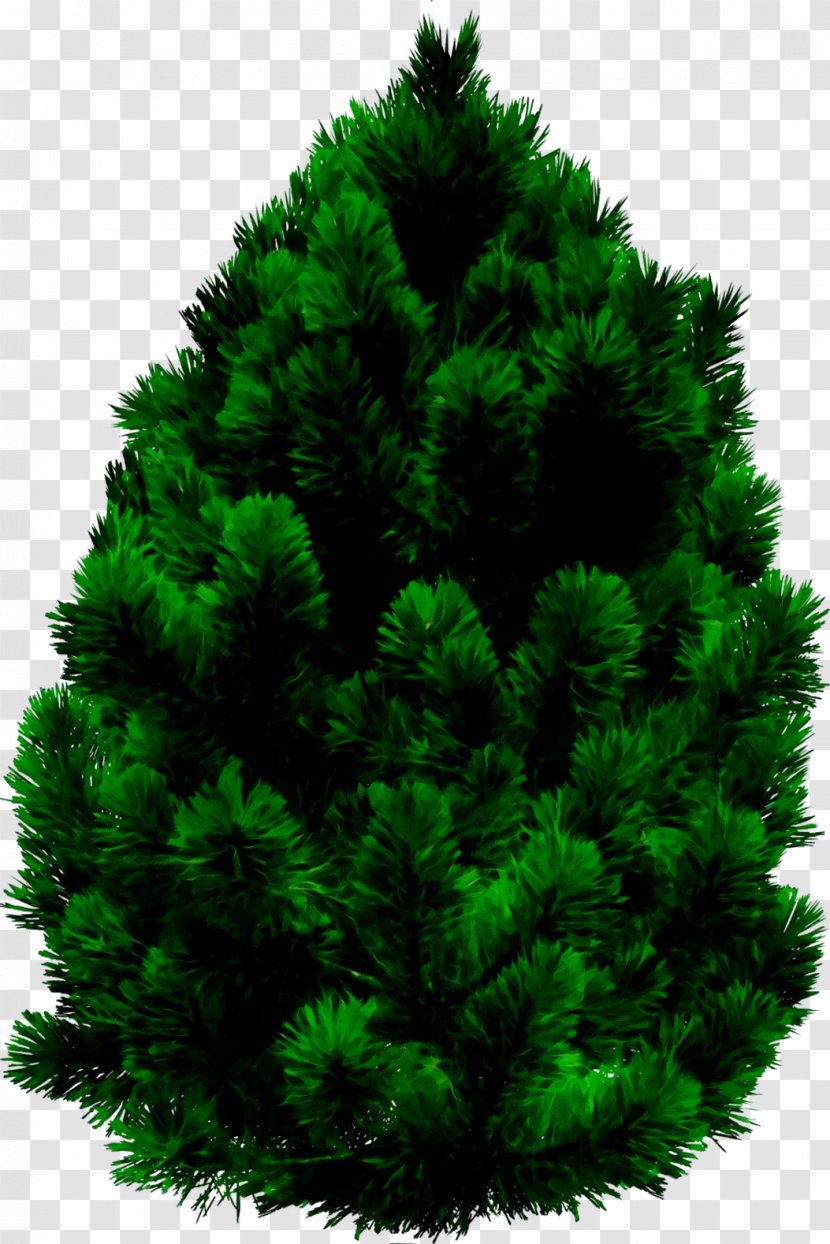 Pine Norway Spruce Cedar Image - English Yew - Red Transparent PNG