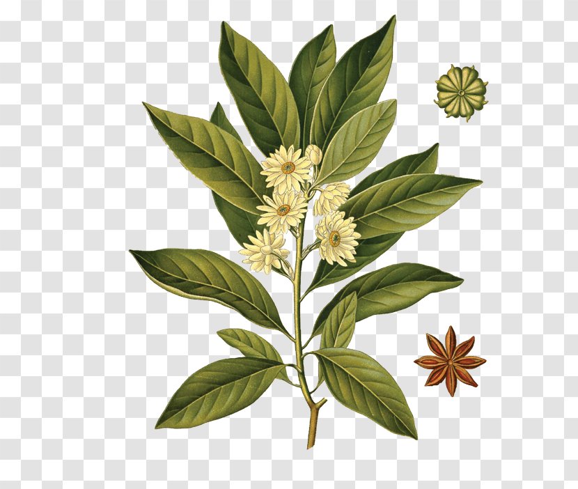 Sassolino Star Anise Illicium Anisatum Anice - Plant Stem Transparent PNG