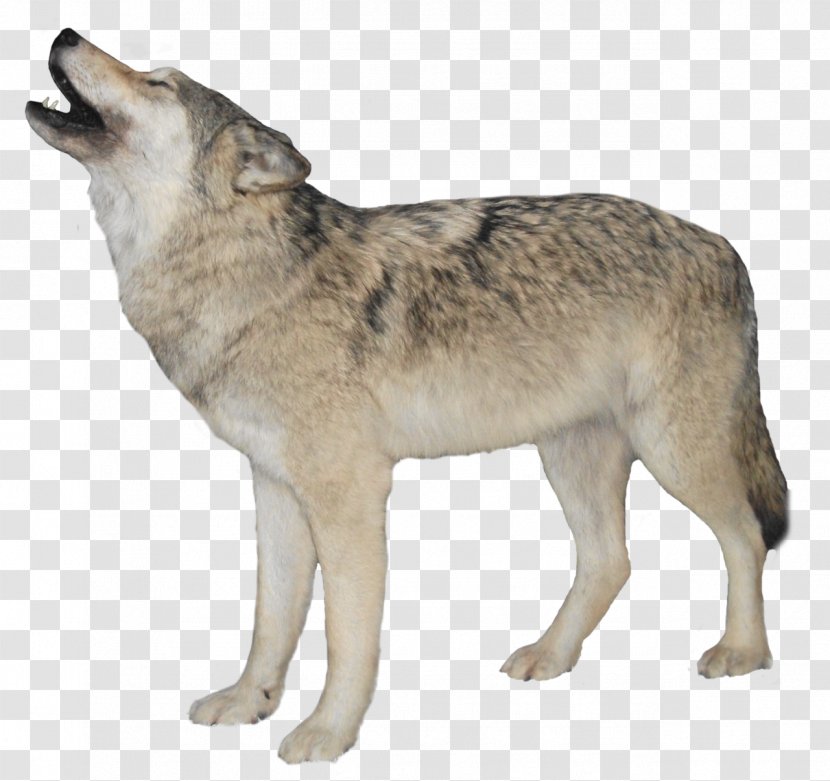 Desktop Wallpaper Arctic Wolf Clip Art - Black - Kurt Angle Transparent PNG