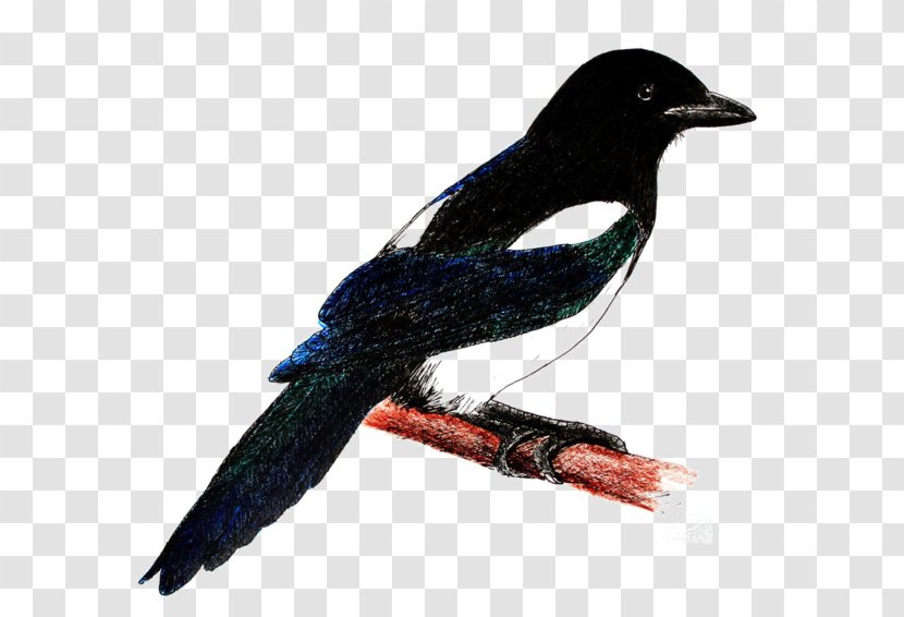 Eurasian Magpie Bird New Caledonian Crow - Information Transparent PNG