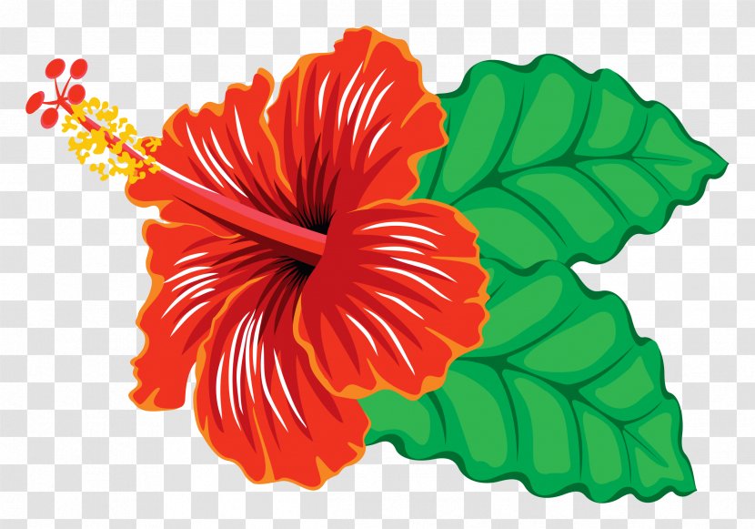 Hibiscus Schizopetalus Hawaiian Clip Art - Seed Plant - Frame Cliparts Transparent PNG