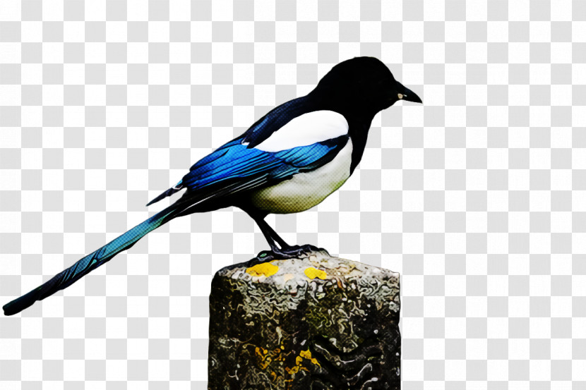 Bird Black Billed Magpie Eurasian Magpie Beak Magpie Transparent PNG