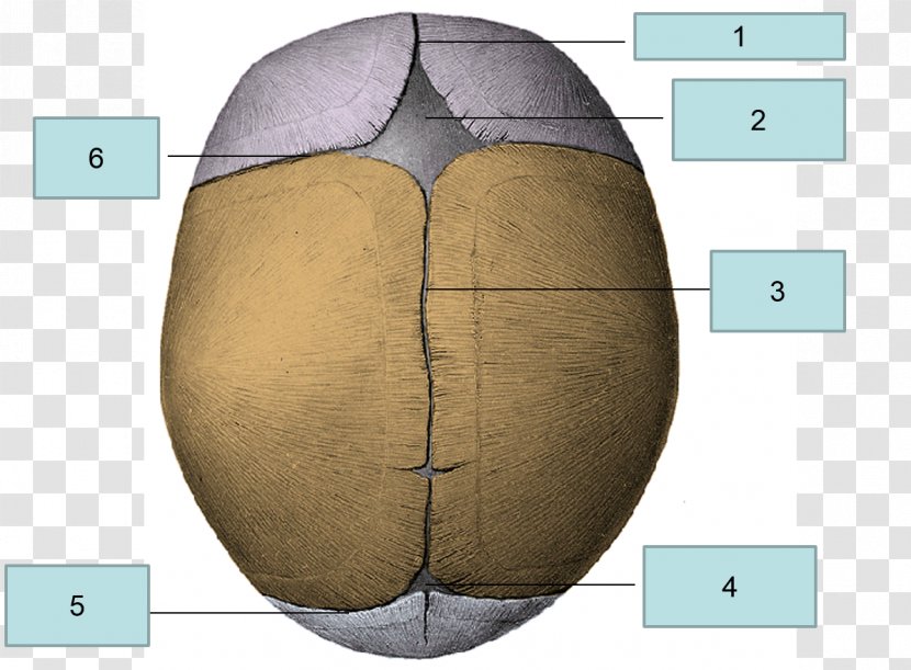 Fontanelle Human Skeleton Bregma Organism Bone - Tree - Flower Transparent PNG