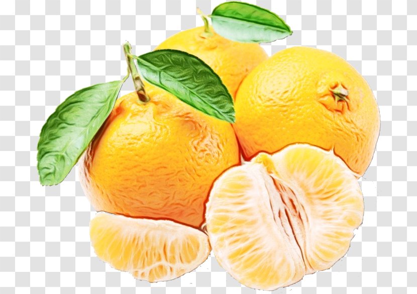 Citrus Fruit Mandarin Orange Food Plant - Sweet Lemon Transparent PNG