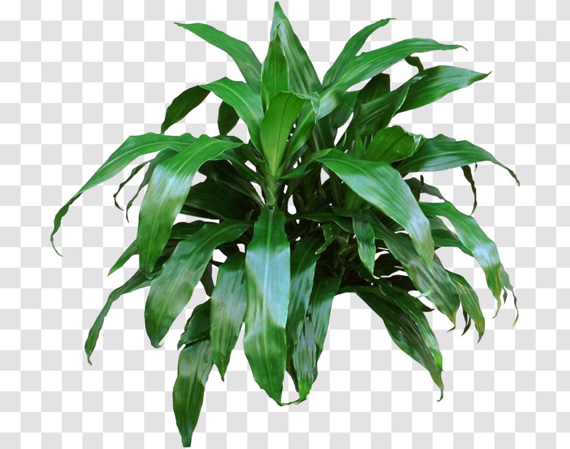 Dracaena Fragrans Houseplant Devil's Ivy Nephrolepis Obliterata - Reflexa Var Angustifolia - Plant Transparent PNG