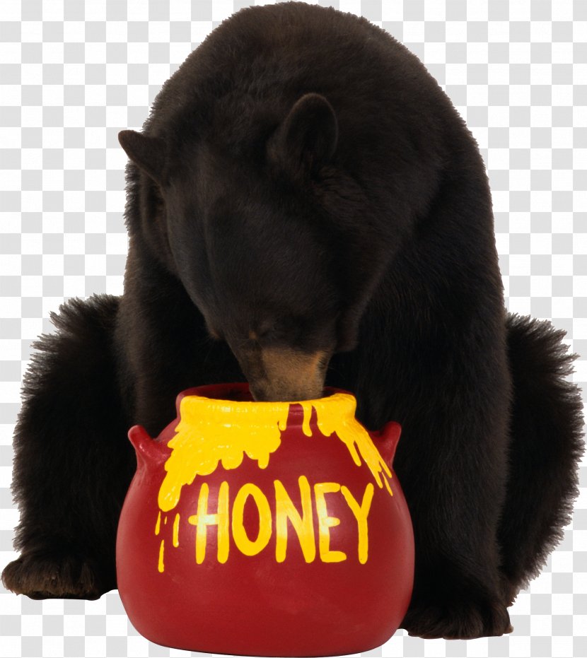 Brown Bear Honey - Eats Image Transparent PNG