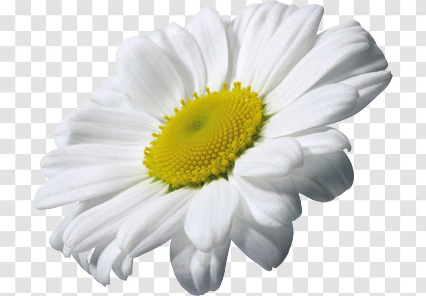 Chamomile Clip Art - Daisy - Camomile Image, Free Flower Picture Transparent PNG
