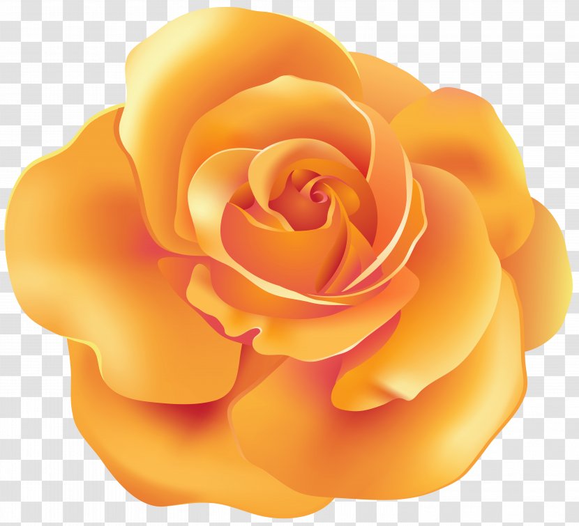Orange Garden Roses Clip Art - Flower - Rose Transparent Transparent PNG