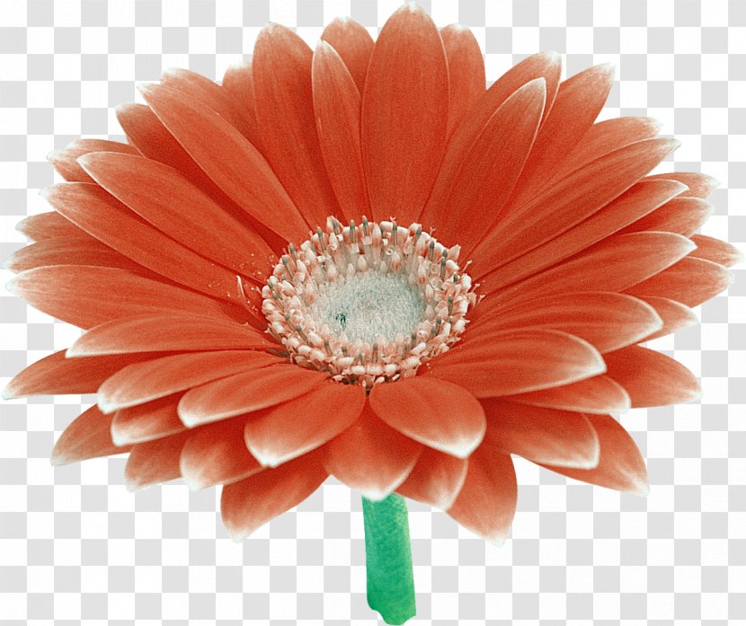 Transvaal Daisy Cut Flowers Clip Art - Gerbera Transparent PNG