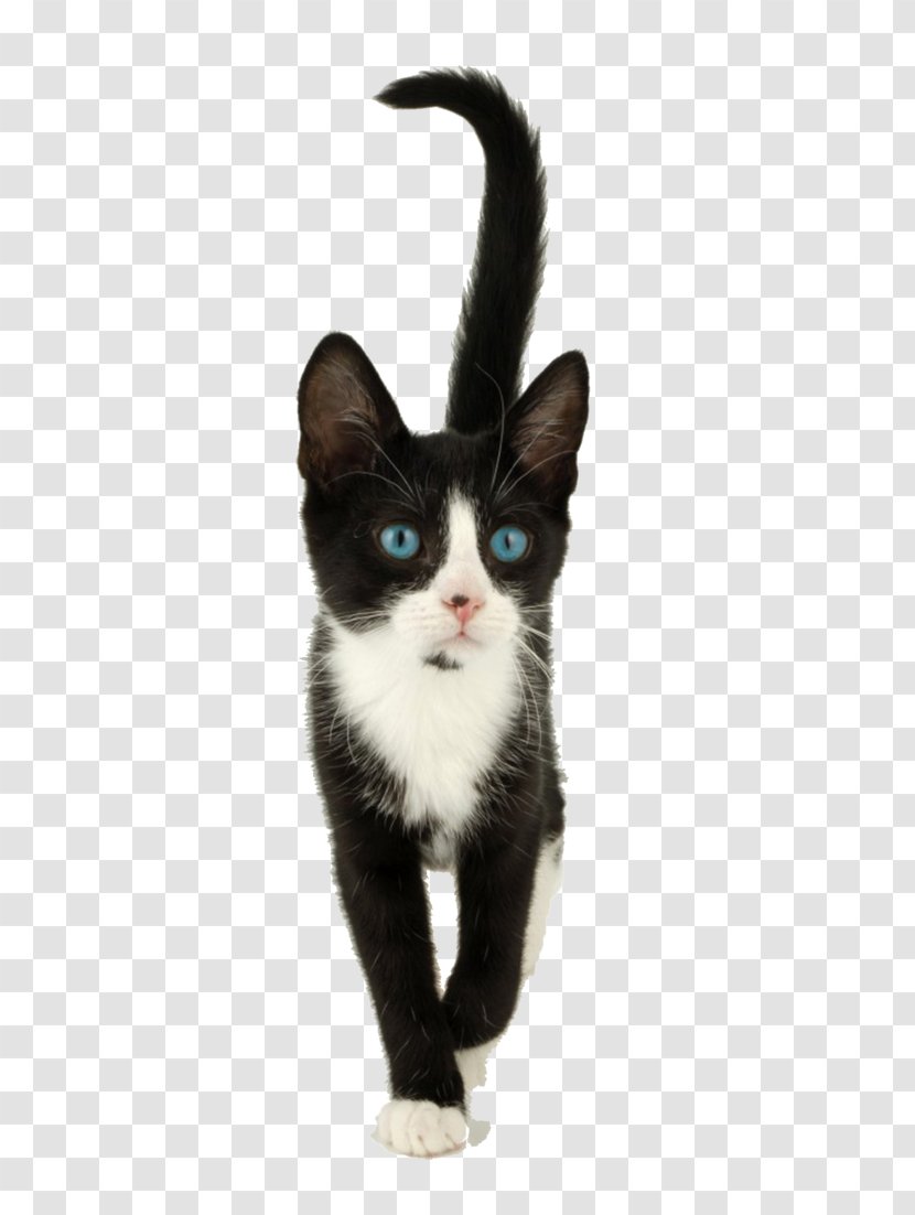 Whiskers Kitten American Wirehair Domestic Short-haired Cat Black - Walk Transparent PNG
