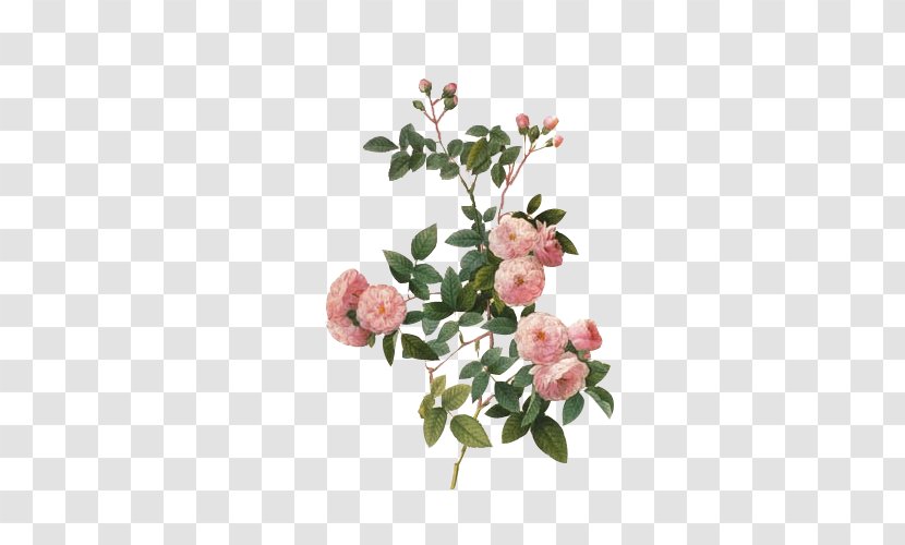 Multiflora Rose Canvas Print Art Painting Image - Branch - Vintage Women Transparent PNG