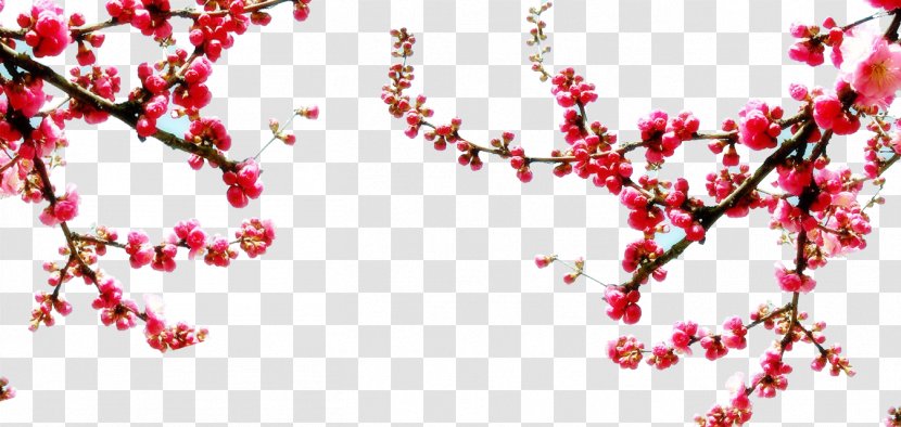 Jasminum Nudiflorum Flower Blossom Sweet Osmanthus Plant - Plum Sky Transparent PNG