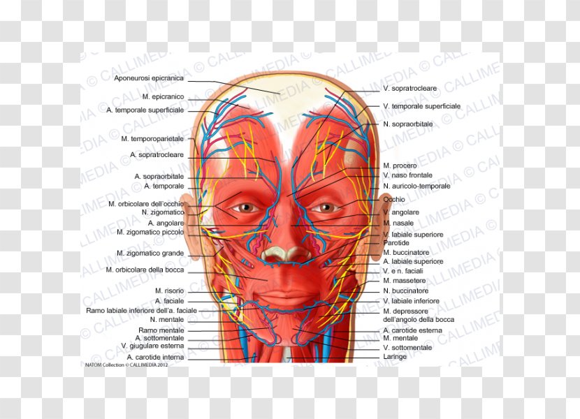 Facial Nerve Artery Supratrochlear Human Body - Tree - Venas Y Arterias Transparent PNG