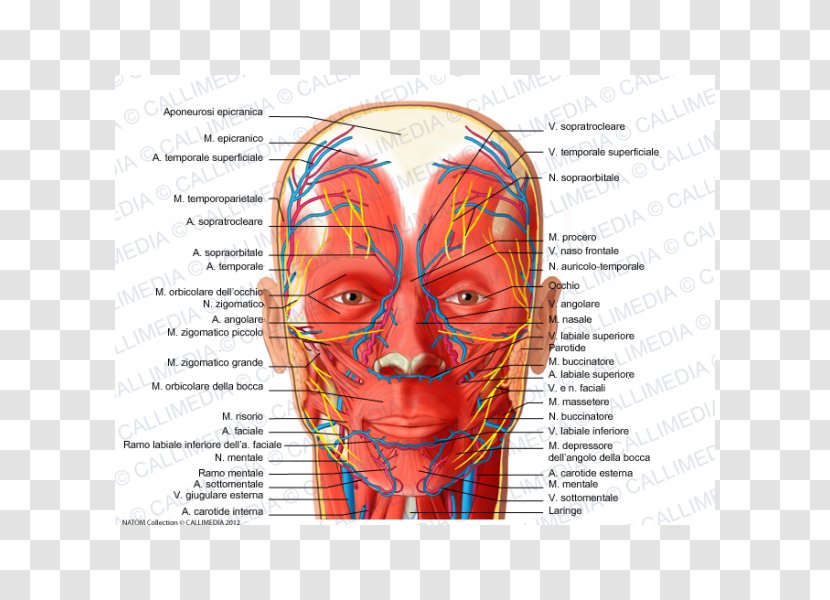 facial nerve artery supratrochlear human body tree venas y arterias transparent png pnghut