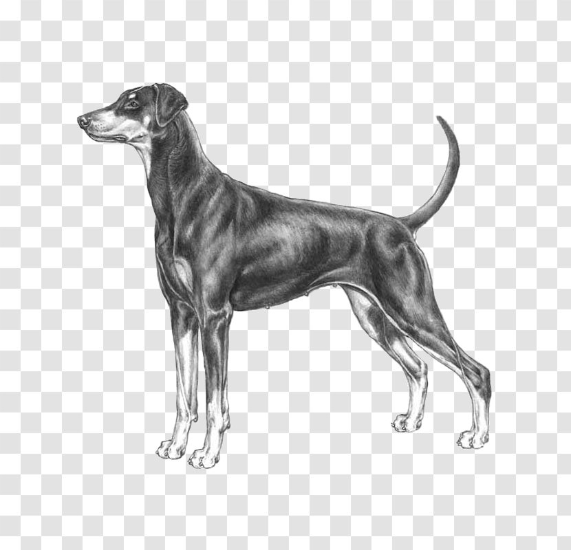 Dog Breed Greyhound Dobermann Standard Schnauzer German Pinscher - Drawing - Pumi Transparent PNG
