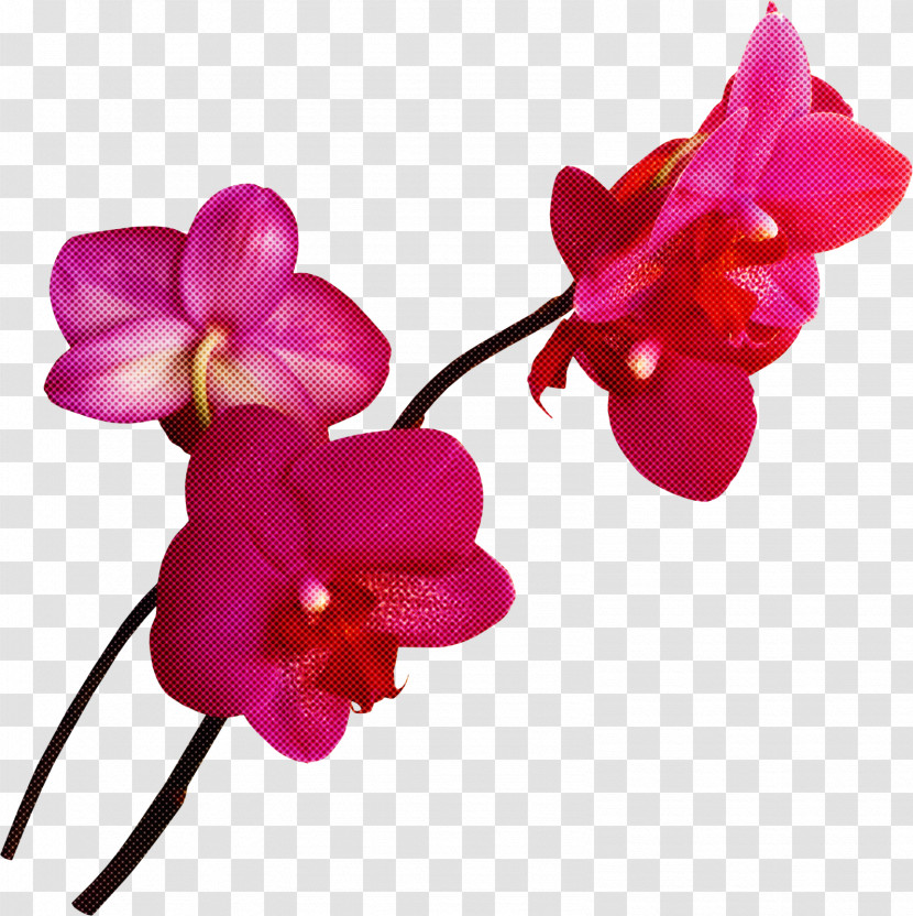 Flower Pink Petal Magenta Moth Orchid Transparent PNG