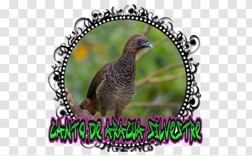 Android Singing Screenshot Poster - Bird Transparent PNG