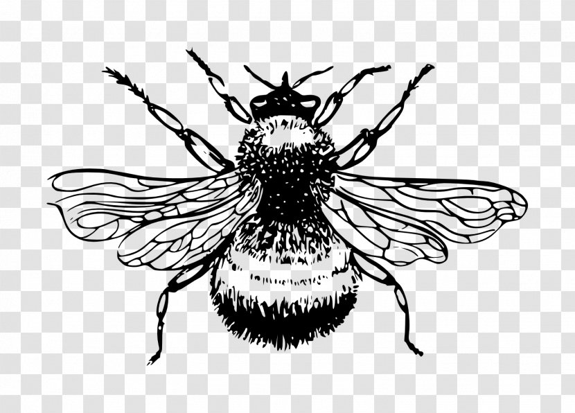 European Dark Bee Bumblebee Drawing Clip Art - Coloring Book Transparent PNG