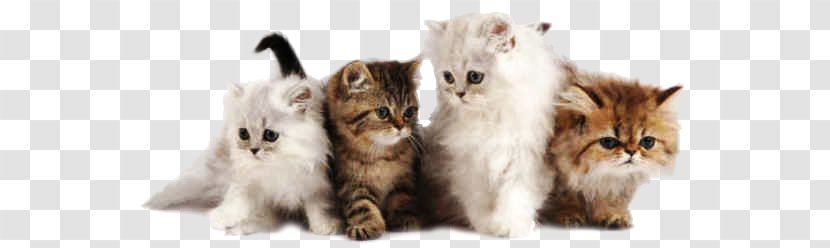 Persian Cat Kitten Desktop Wallpaper Breed Pet - Mammal Transparent PNG