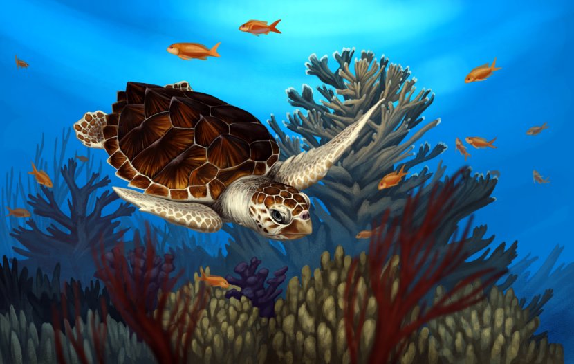 Loggerhead Sea Turtle Reptile Coral Reef - Drawing Transparent PNG