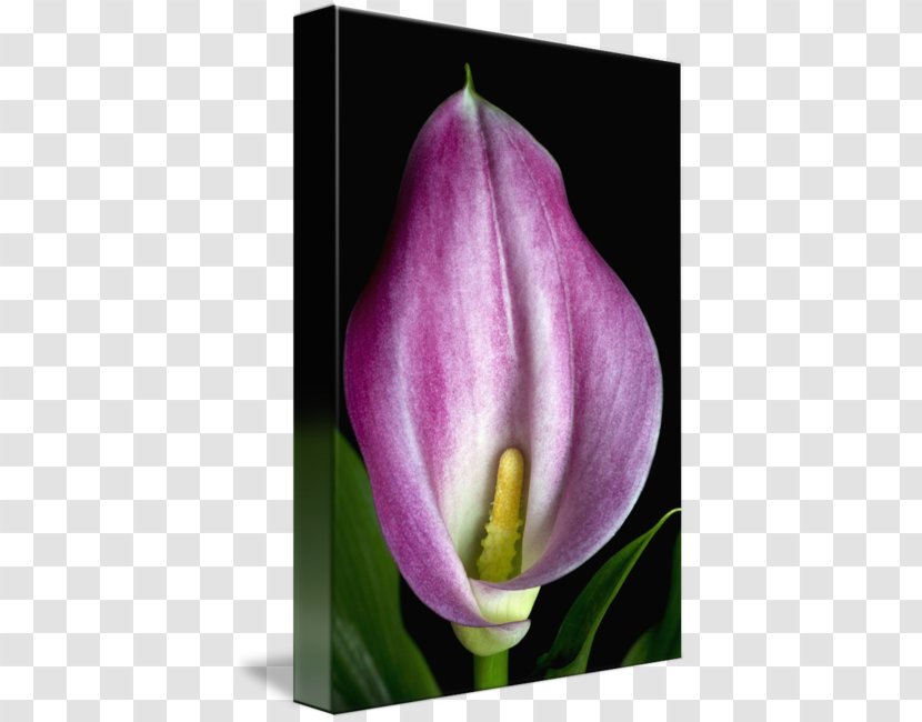 Tulip Desktop Wallpaper Plant Stem Bud Petal - Flower - Calla Lily Transparent PNG