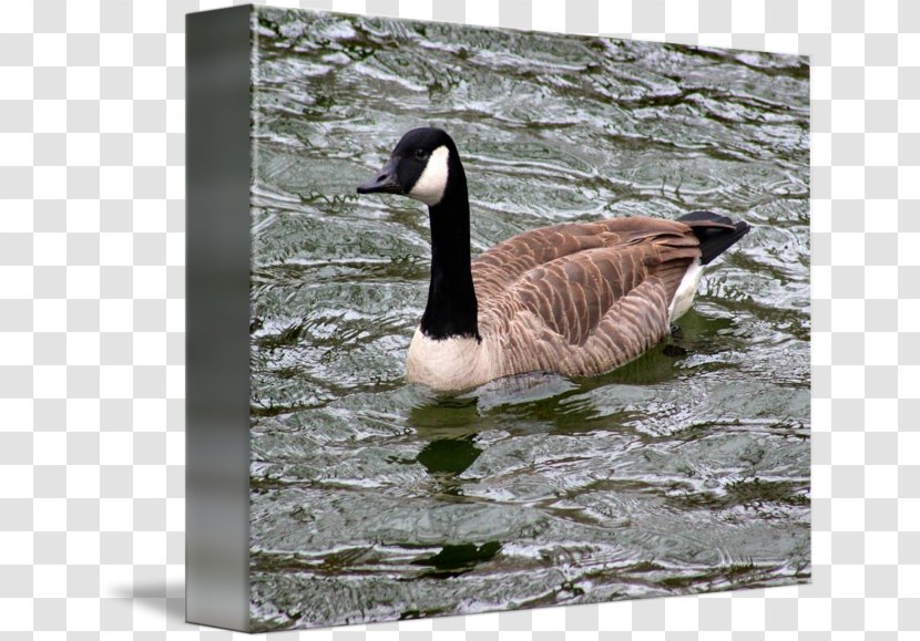 Goose Duck Fauna Feather Beak - Canada Transparent PNG