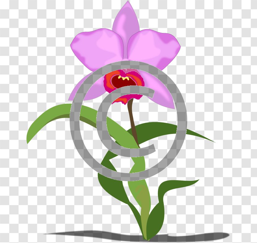 Pink Flower Cartoon - Magenta - Cattleya Moth Orchid Transparent PNG