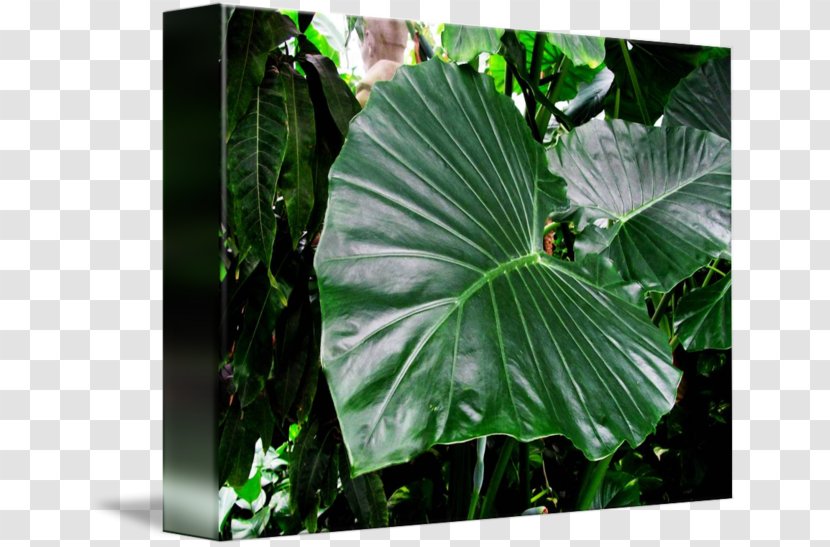 Elephant's Ear Plant Vegetation Leaf - Tropical Transparent PNG