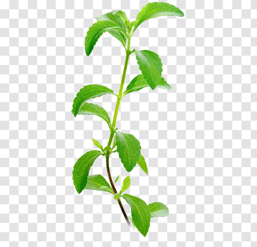 Candyleaf Stevia Plants Sugar Substitute Stevioside - Bitterness - Herb Leaf Transparent PNG