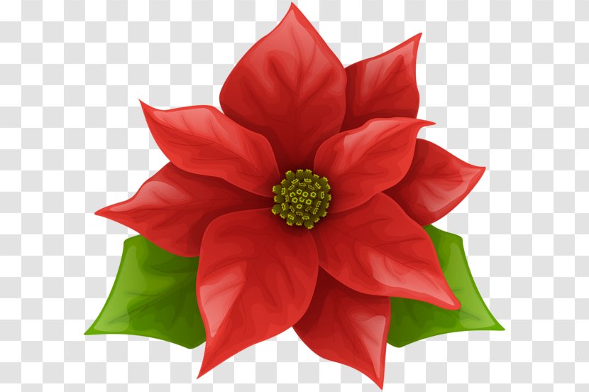Poinsettia Art Christmas Clip - Email Transparent PNG