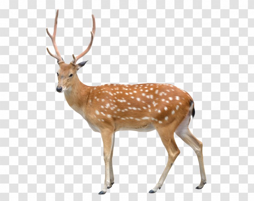 Sika Deer Stock Photography Clip Art - White Tailed Transparent PNG
