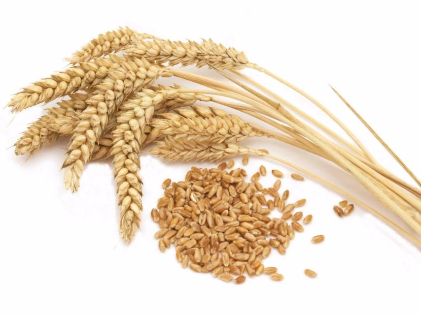Durum Khorasan Wheat Common Cereal Whole Grain Transparent PNG