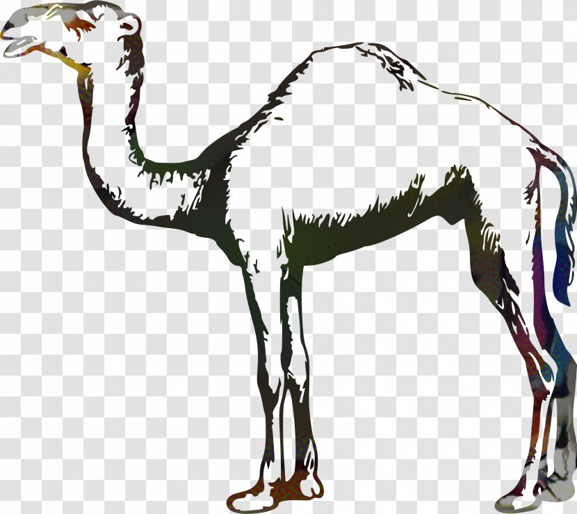 Dromedary Horse Pack Animal Fauna Wildlife - Tree Transparent PNG