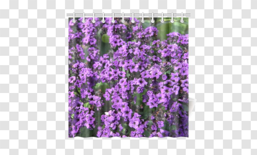 English Lavender Violet Purple Larkspur Canvas Print - Verbena Transparent PNG