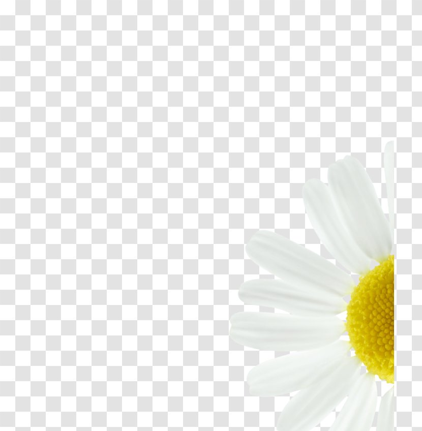 Daisy Family Common Oxeye Transvaal Petal - Flower - Background Color Pigments Transparent PNG