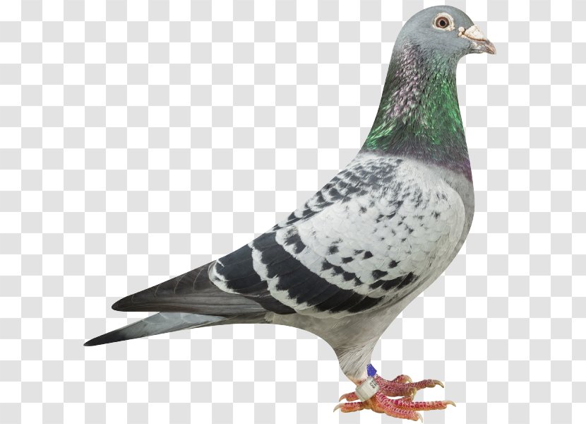 Homing Pigeon Rock Dove Columbidae Keeping Mail - Nicobar - 311 Day Live In New Orleans Transparent PNG