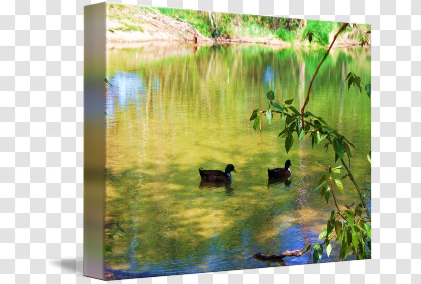 Duck Water Resources Ecosystem Wetland Pond - Livestock Transparent PNG