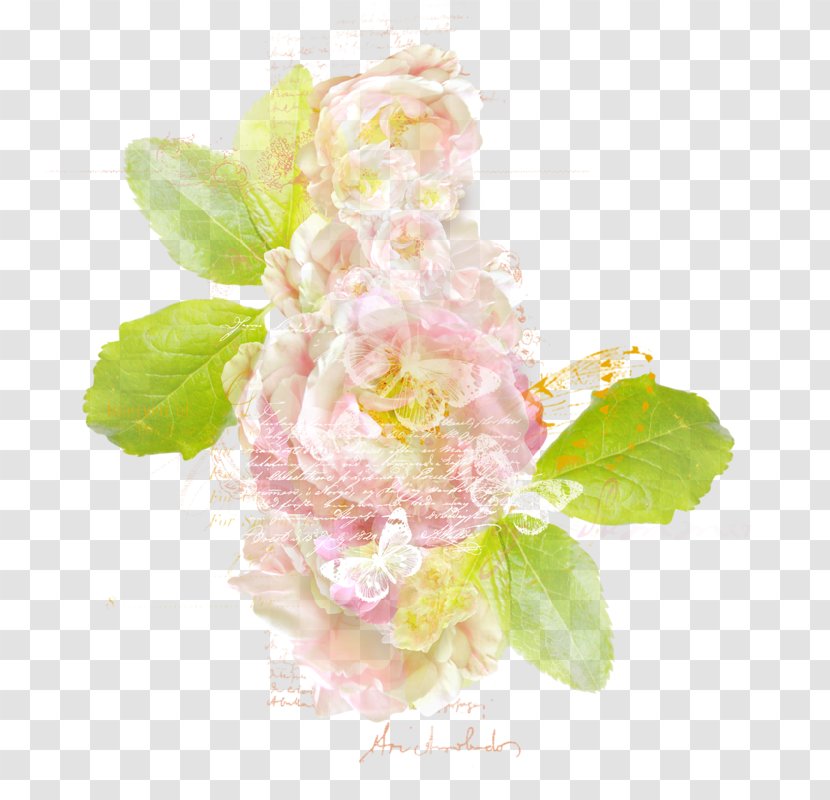 Flower Pink Floral Design Cabbage Rose Transparent PNG