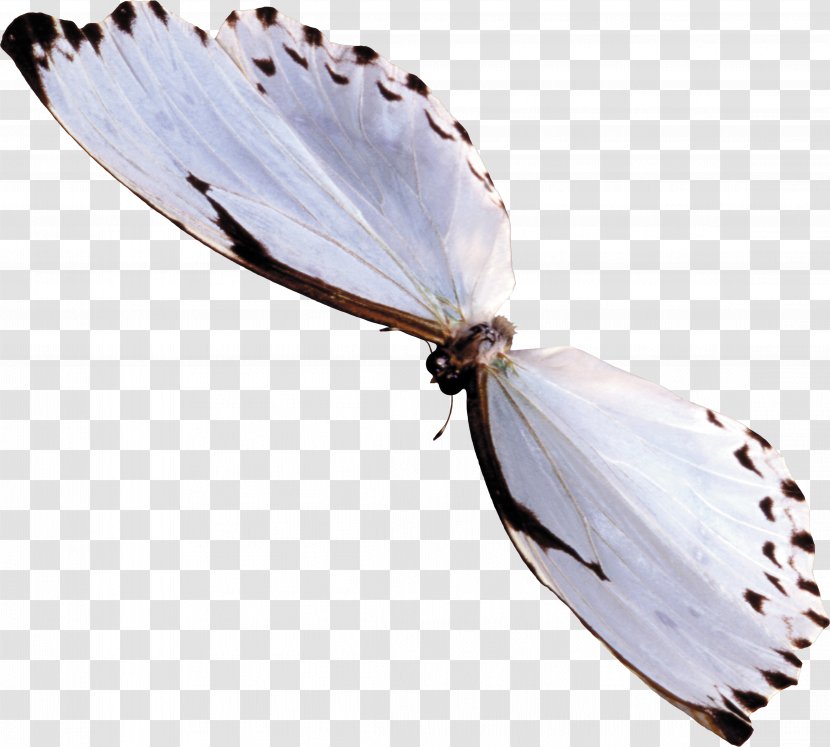 Butterfly Insect PhotoScape - Photography - Blue Transparent PNG