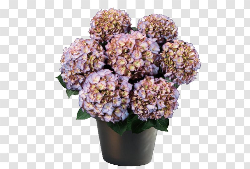 French Hydrangea Panicled Embryophyta Blue Flower Transparent PNG