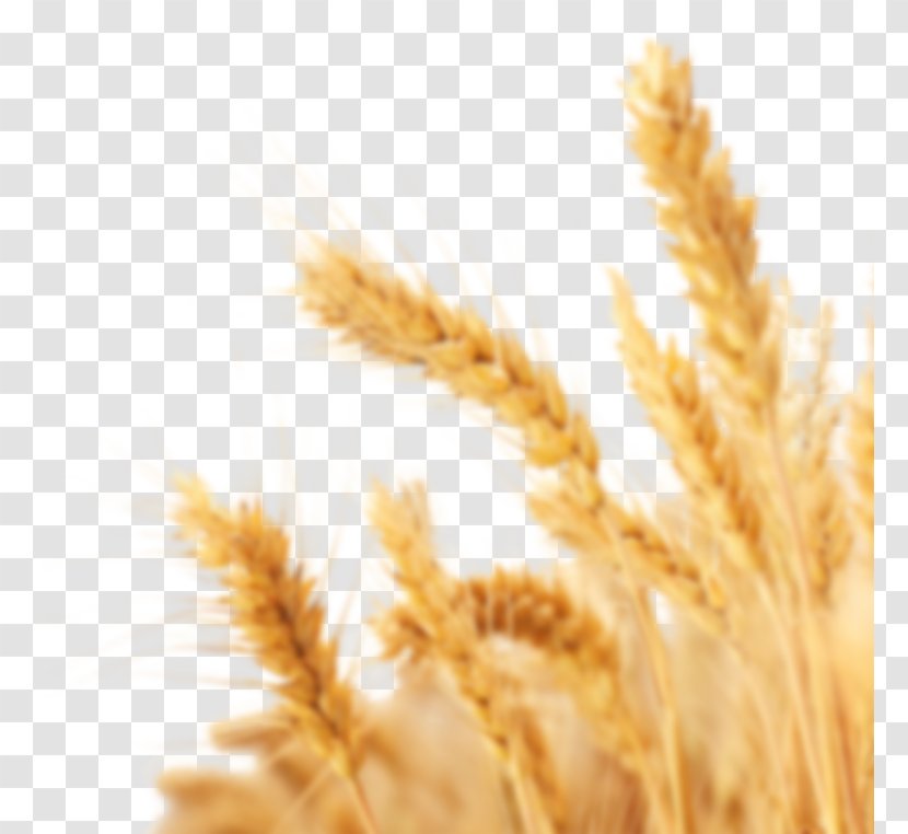 Wheat Clip Art Cereal Crop - Grain Transparent PNG
