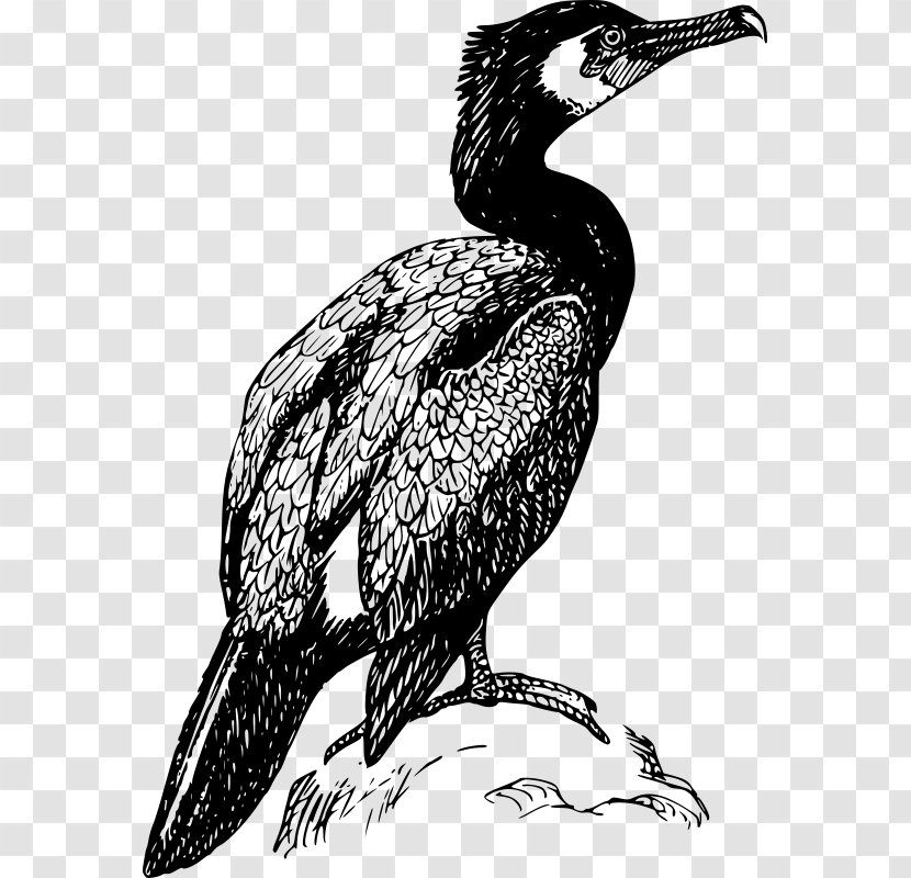 Double-crested Cormorant Bird Drawing Clip Art - Feather Transparent PNG
