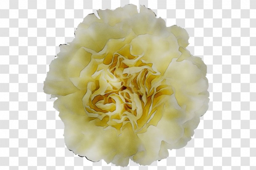 Yellow Cut Flowers Peony - Plant - Pink Family Transparent PNG