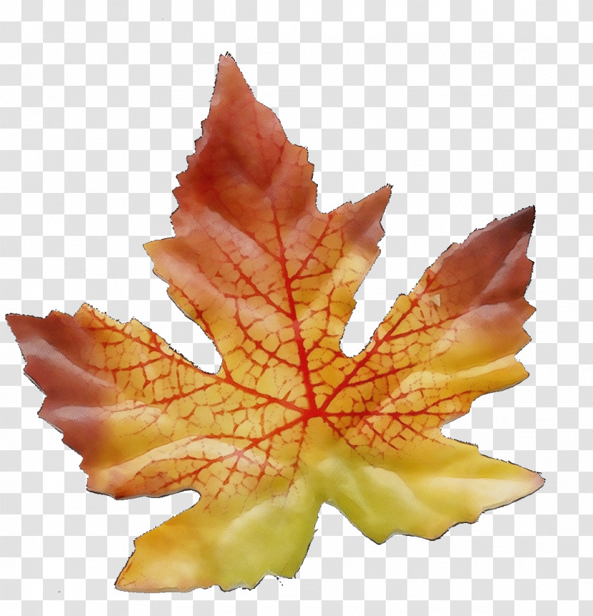 Leaf Maple Leaf / M Science Biology Plant Transparent PNG