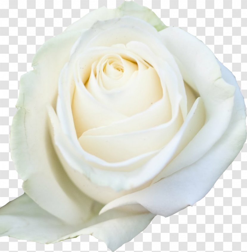 Garden Roses Cabbage Rose Floribunda Cut Flowers - White - Flower Transparent PNG