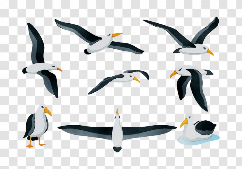 Penguin Seabird Product Design Fauna Transparent PNG